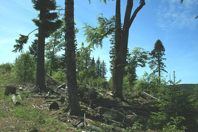 Kniebis 2009 Bild 15